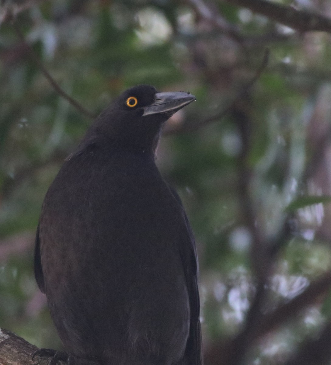 クロフエガラス - ML644353519