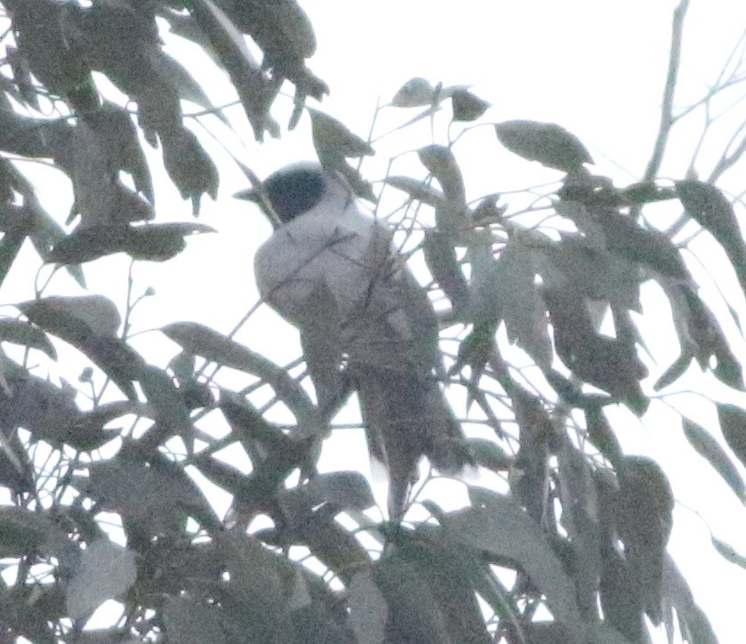 Black-faced Cuckooshrike - ML644353520