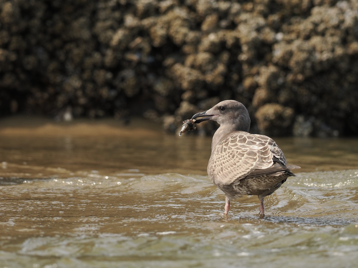 アメリカオオセグロカモメ - ML644353527
