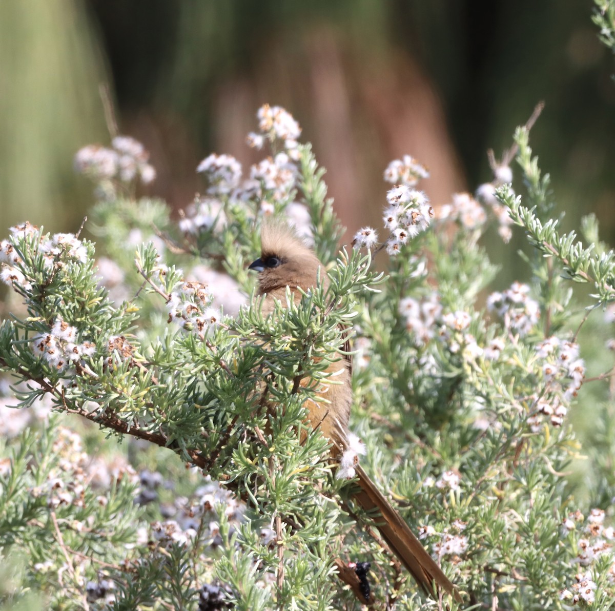 Yazılı Farekuşu - ML644353531