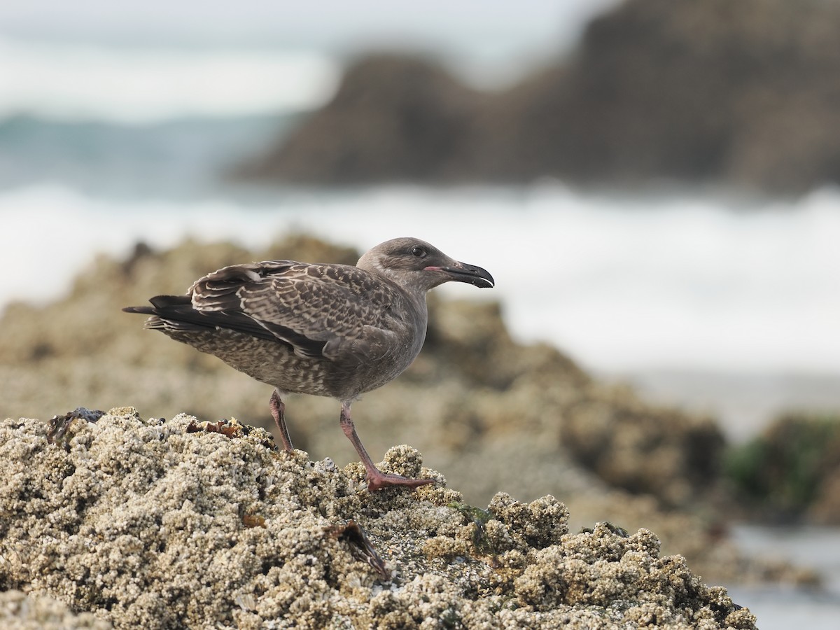 アメリカオオセグロカモメ - ML644353533