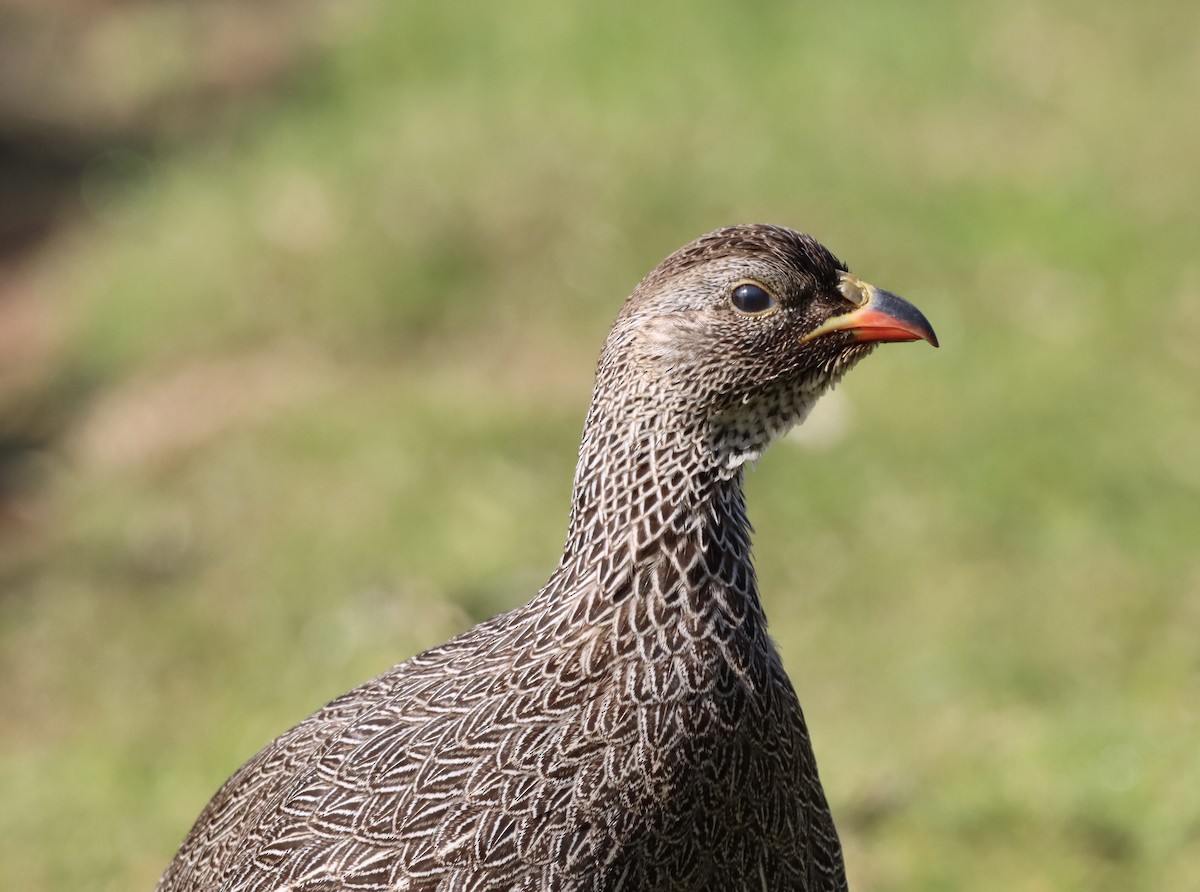 Kap Turacı - ML644353534