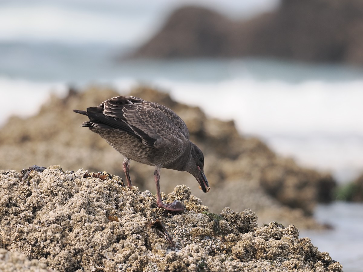 アメリカオオセグロカモメ - ML644353542