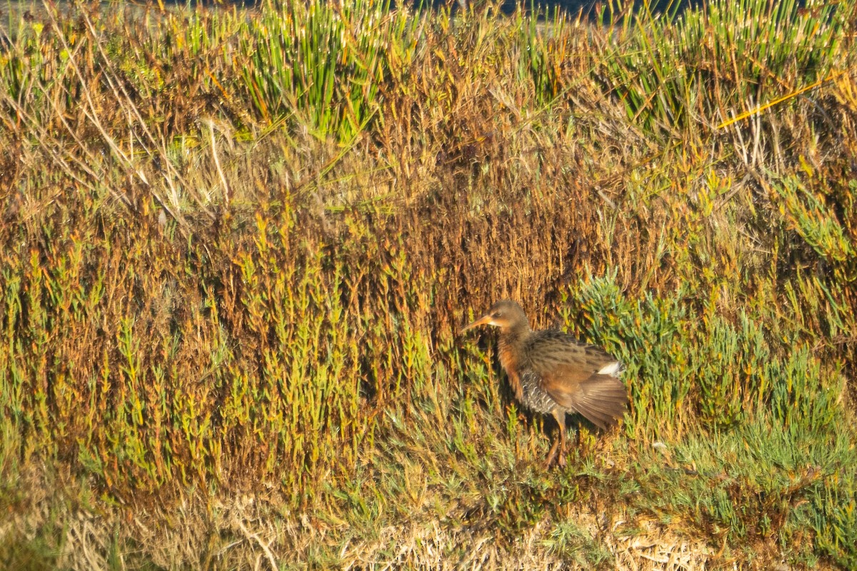 Virginia Rail - ML644353543