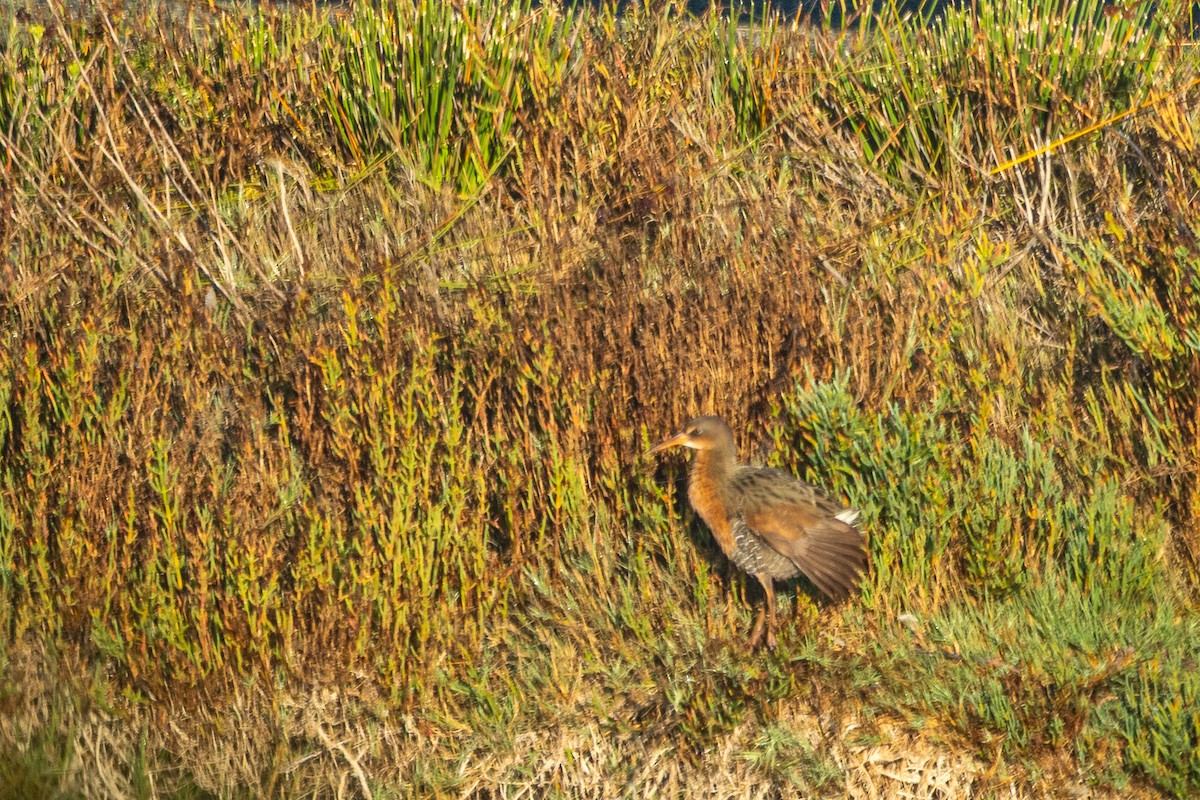 Virginia Rail - ML644353544