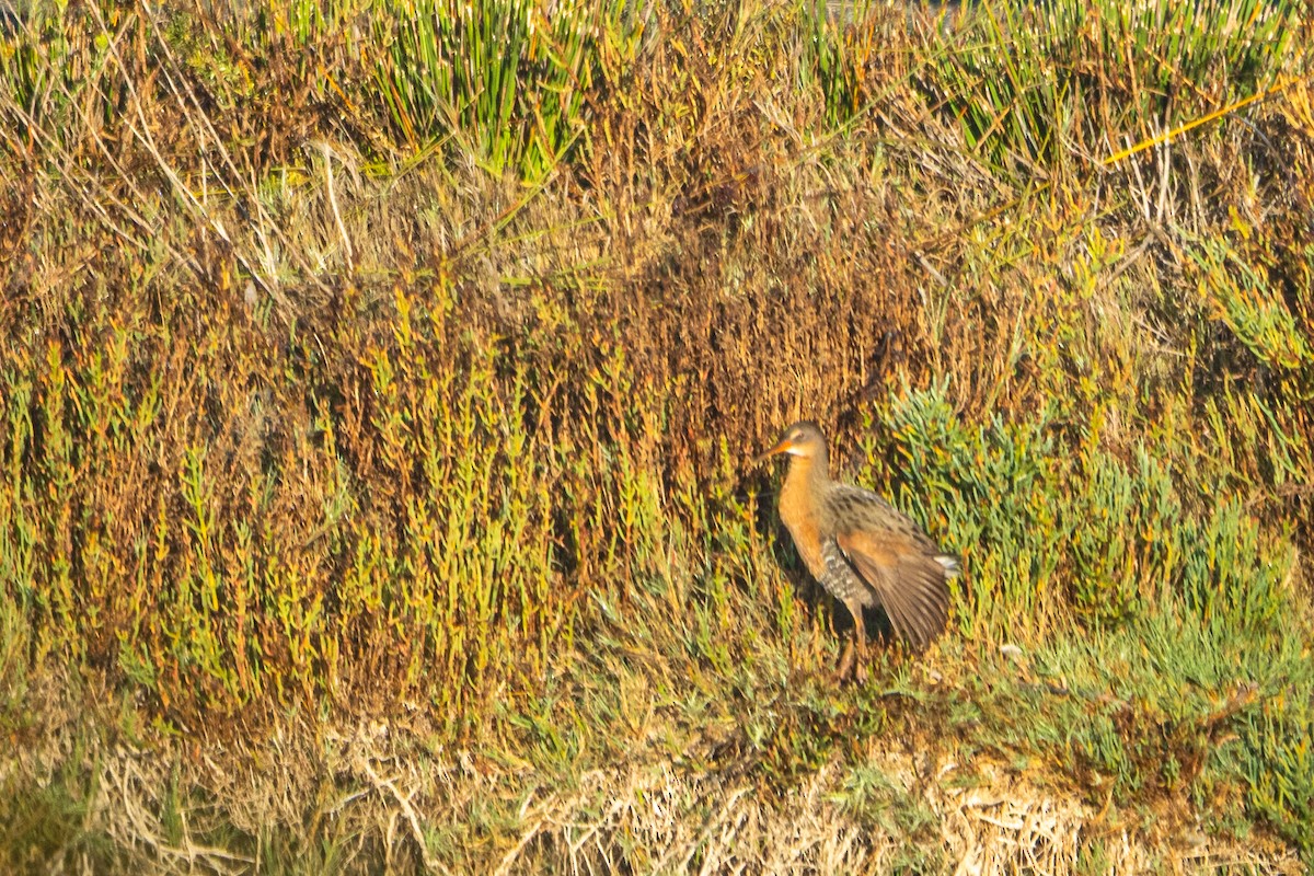 Virginia Rail - ML644353545