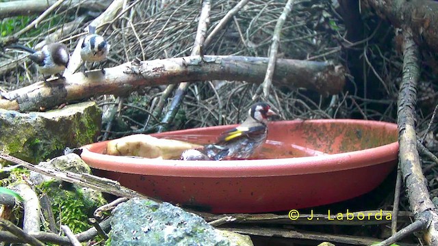 mlynařík dlouhoocasý - ML644353548