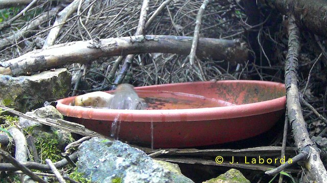 European Robin - ML644353556