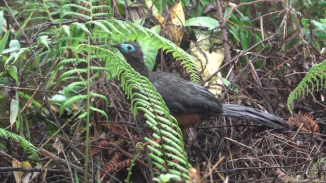 Sickle-winged Guan - ML644353558