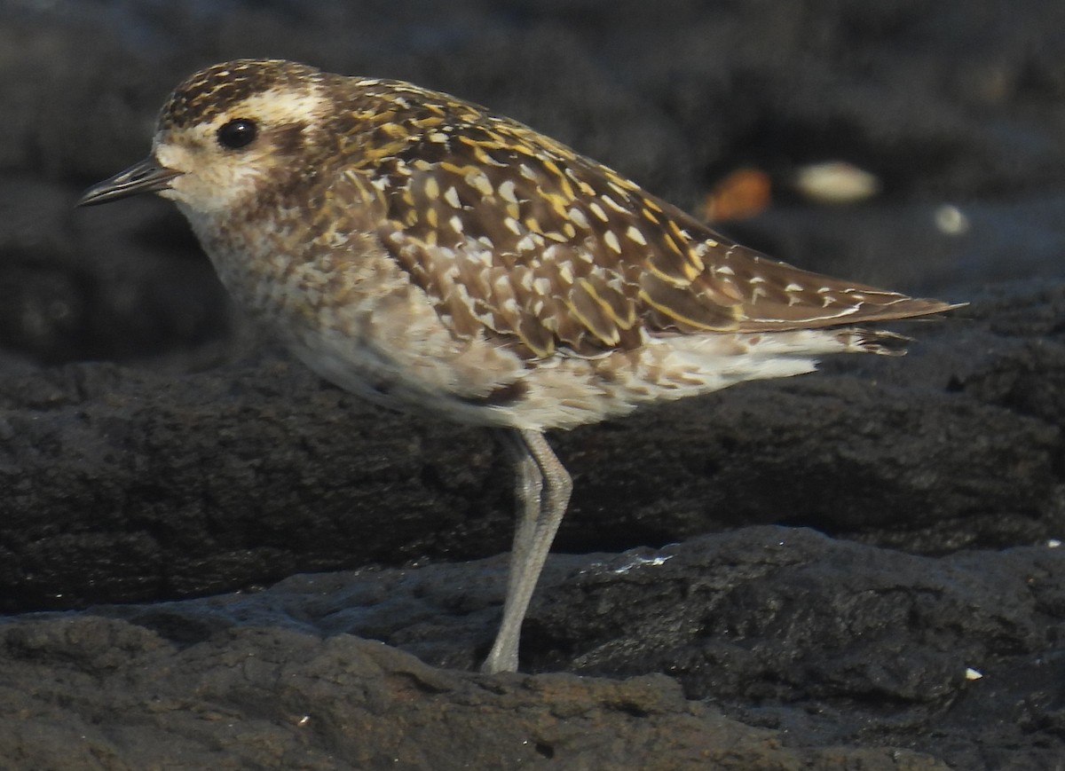 太平洋金斑鴴 - ML644353560