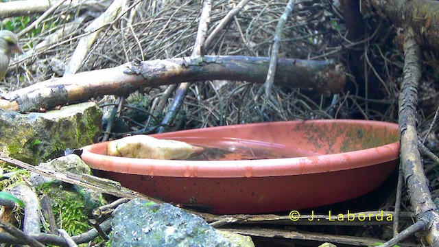 grønnfink - ML644353561