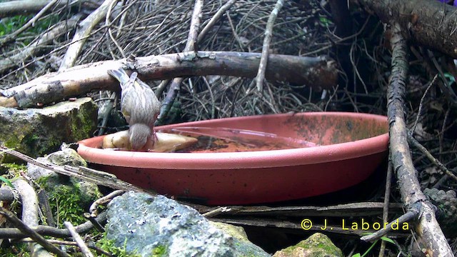 grønnfink - ML644353562