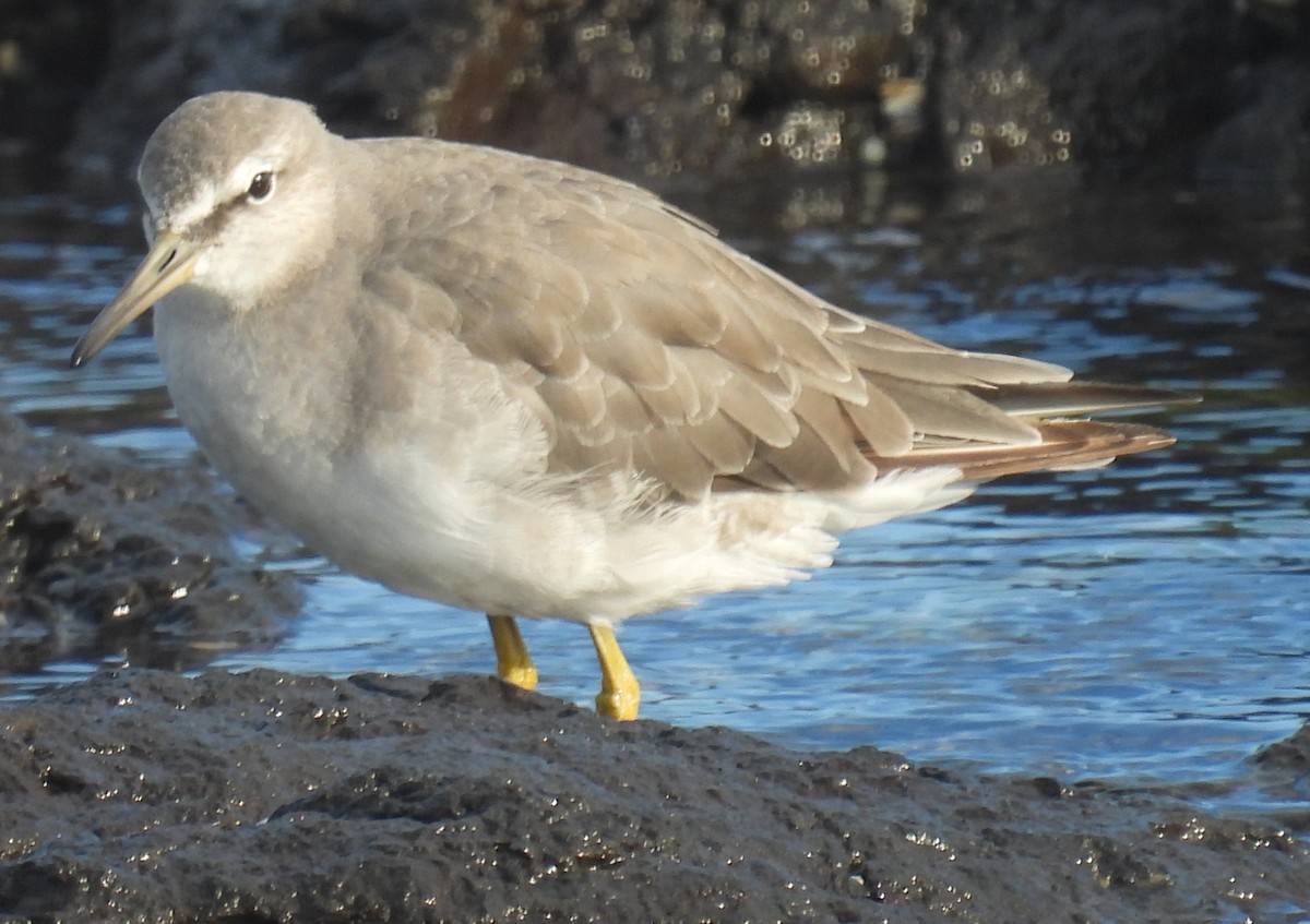 Gray-tailed Tattler - ML644353568