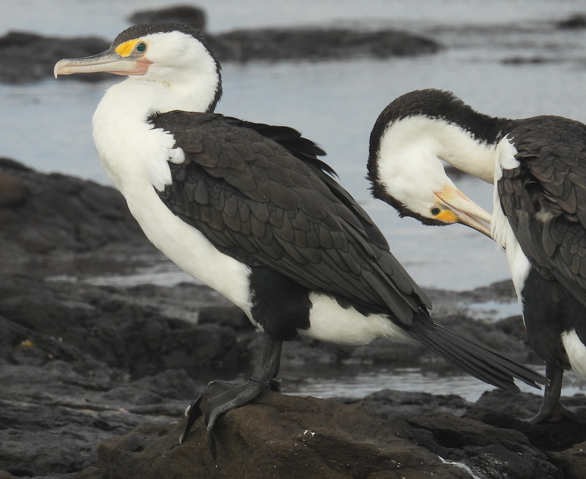 Pied Cormorant - ML644353575