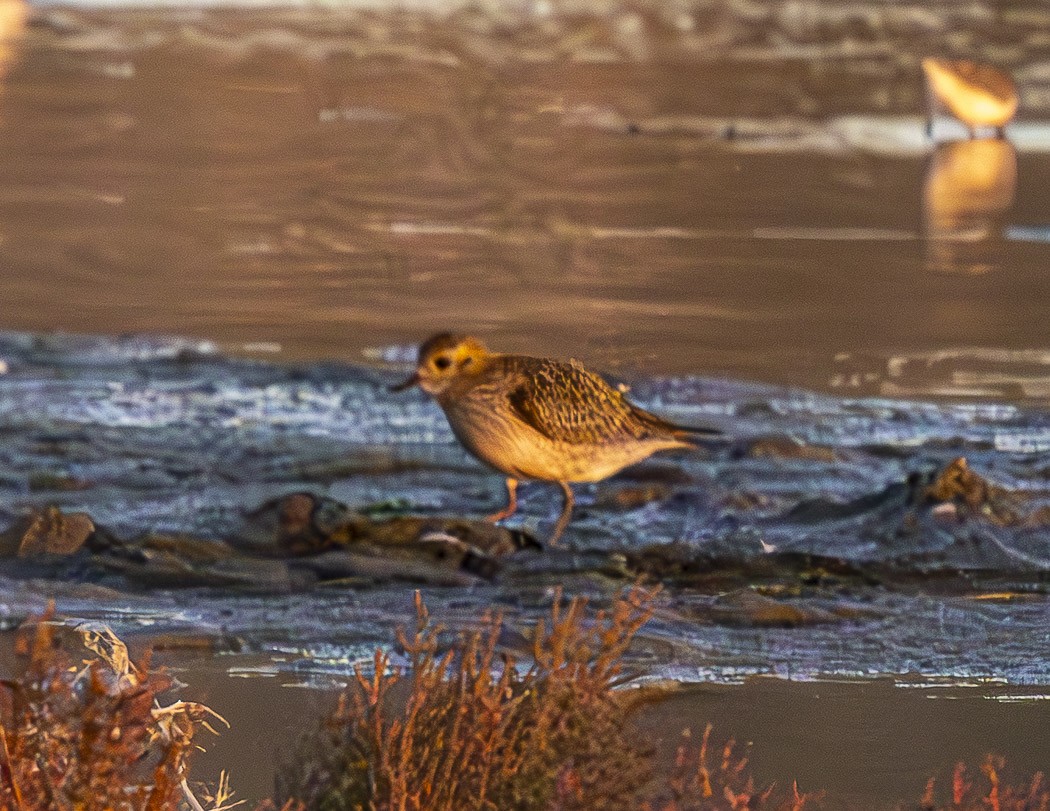 Сивка звичайна - ML644353578