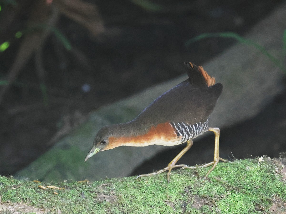 Рыжешейный коростелёк - ML644353583