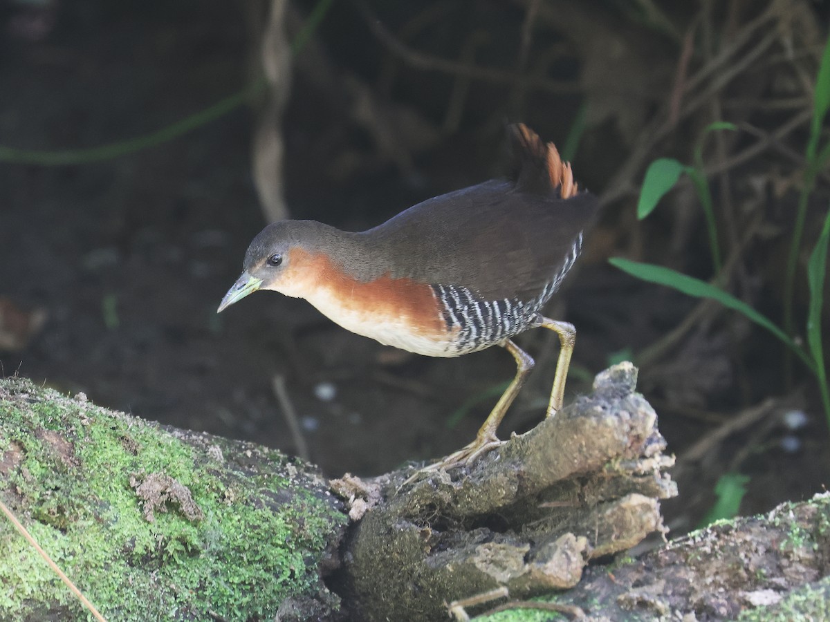 Рыжешейный коростелёк - ML644353584