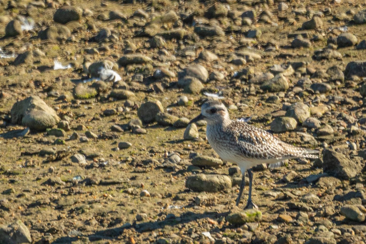 Chorlito Gris - ML644353591