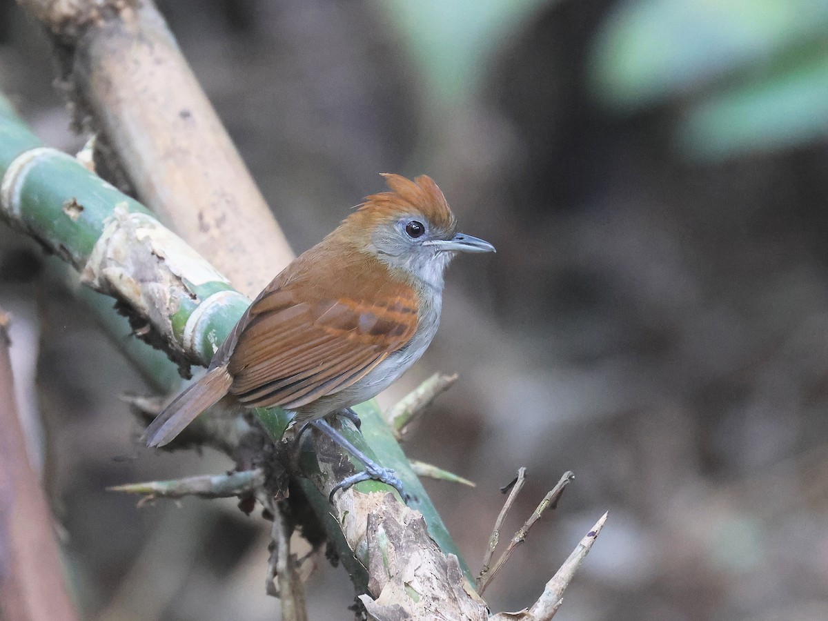 Alapi huppé - ML644353595