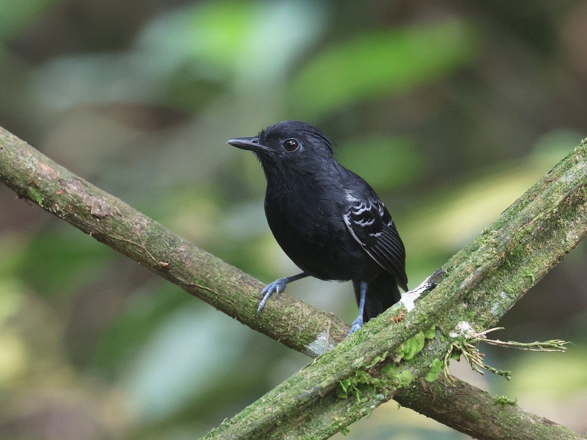 Alapi huppé - ML644353596