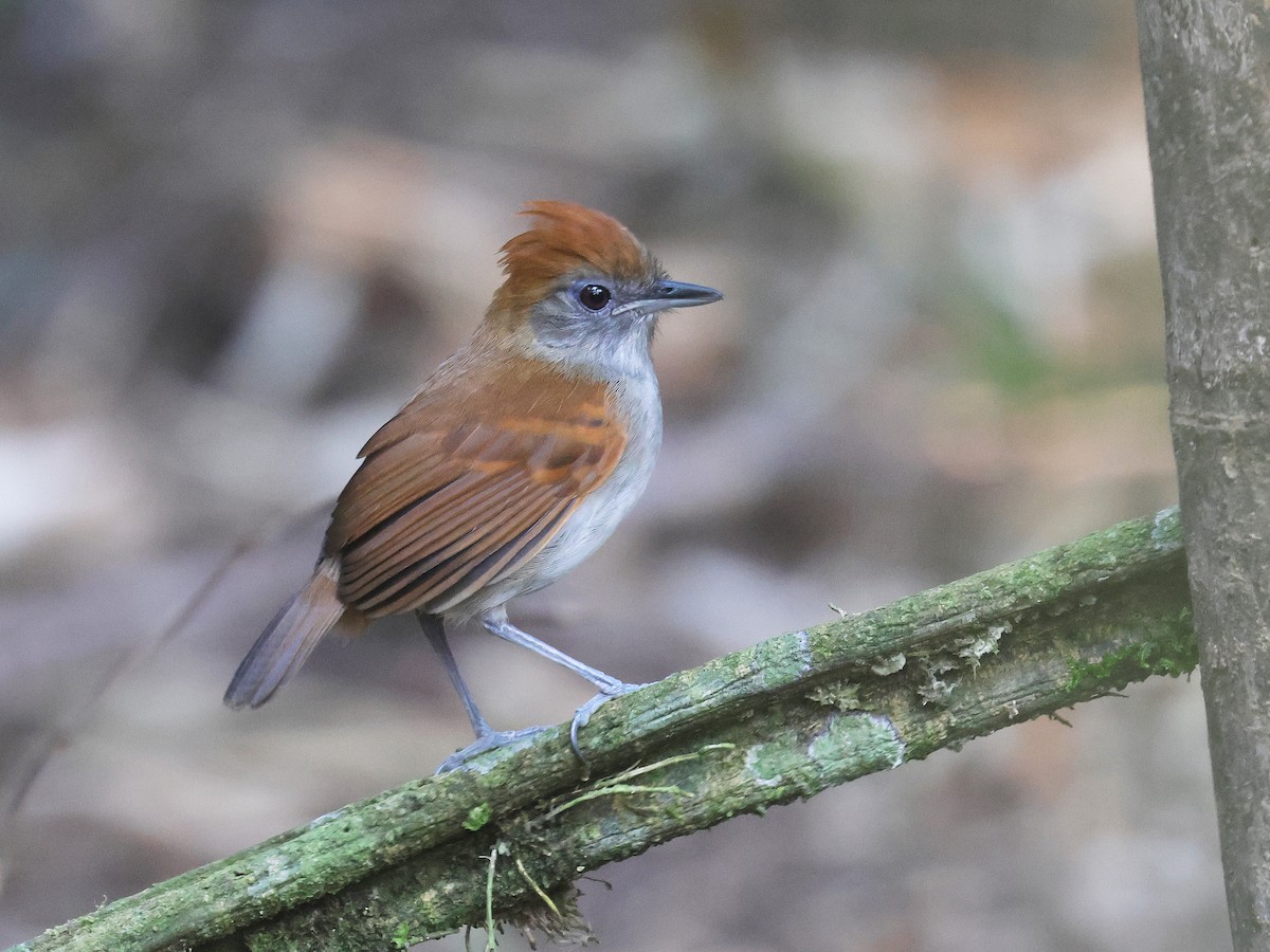 Alapi huppé - ML644353597