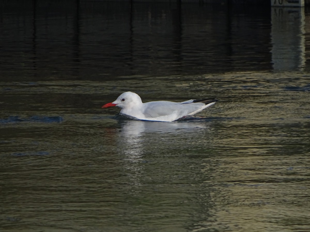Slender-billed Gull - ML644353614