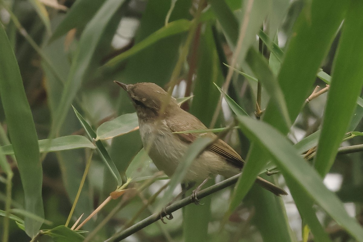 Greenish Warbler - ML644353617