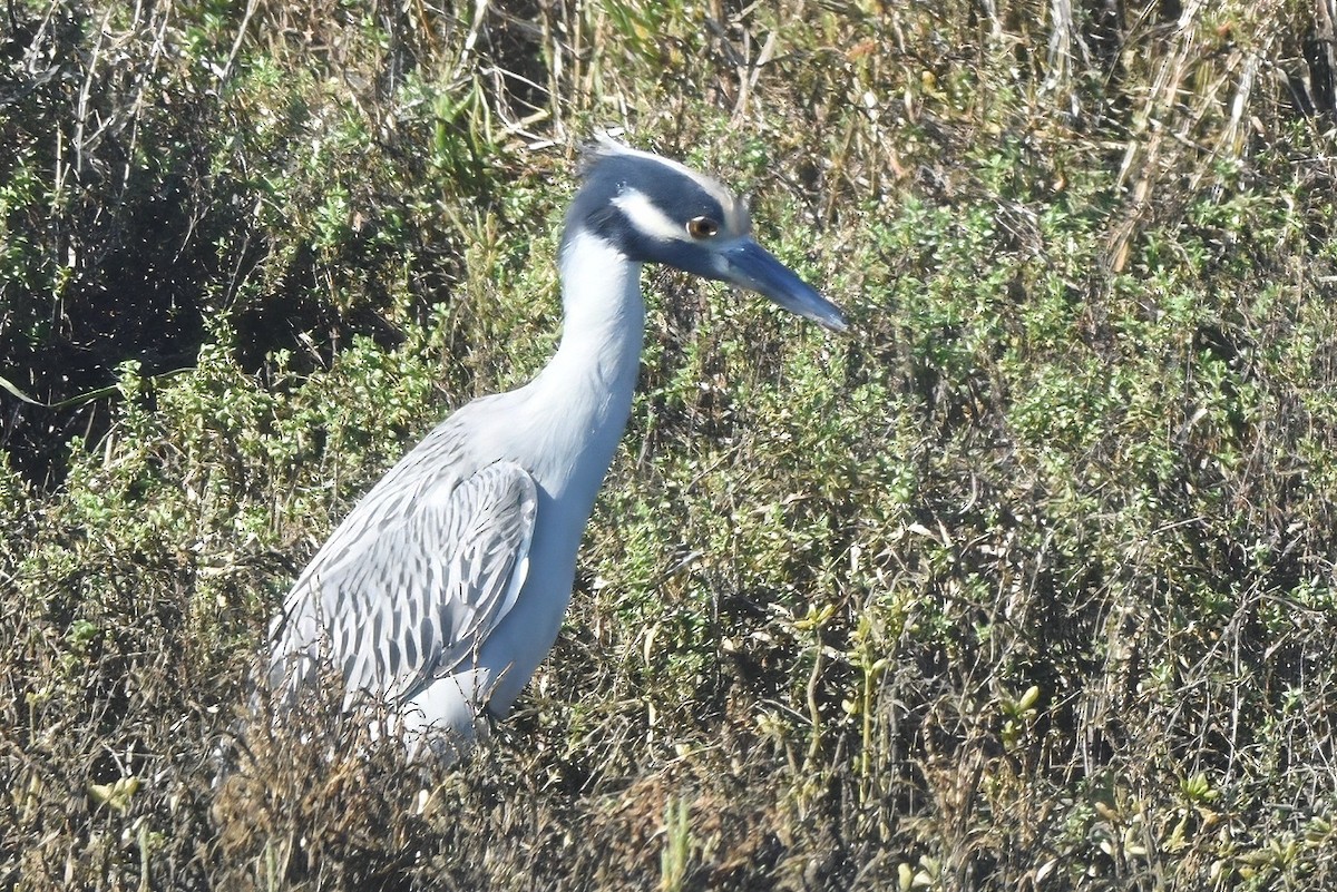 Sarı Tepeli Gece Balıkçılı - ML644353618