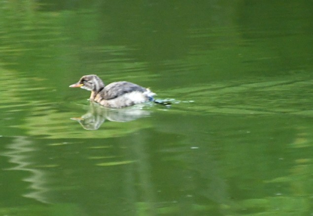 Little Grebe - ML644353628