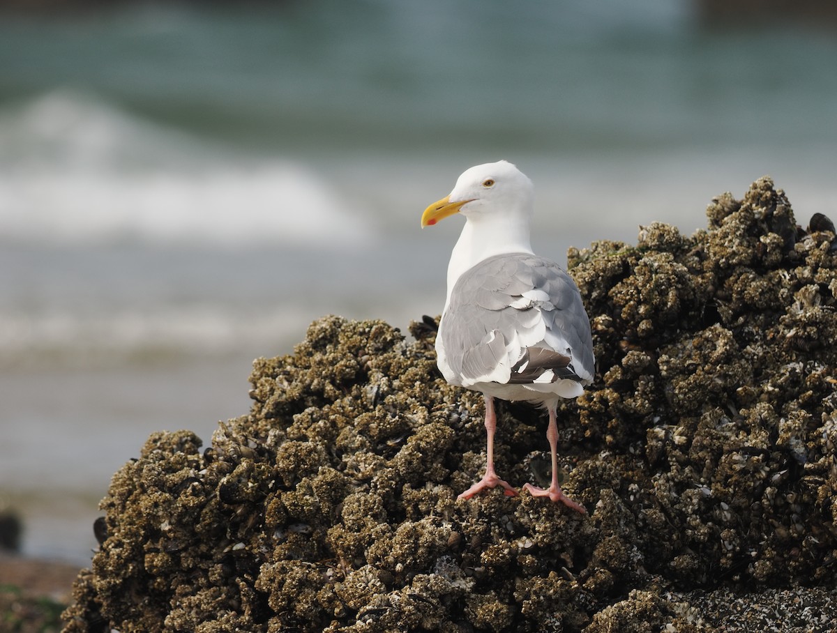 アメリカオオセグロカモメ - ML644353653