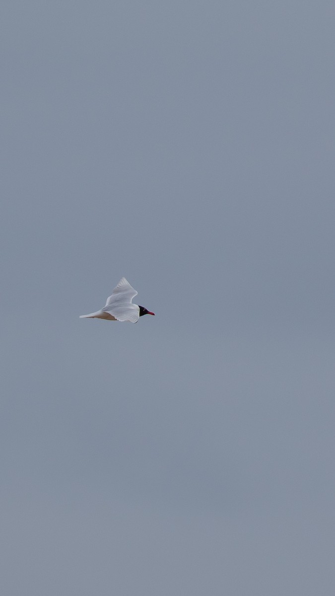 Mediterranean Gull - ML644353656