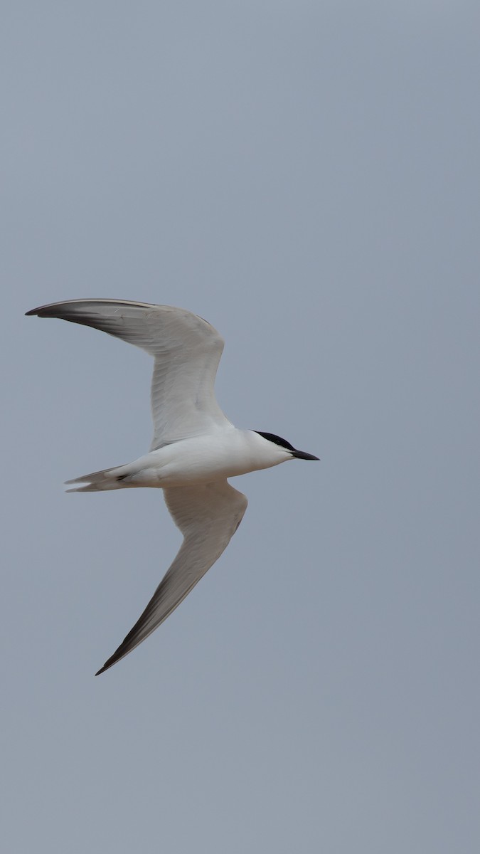 Lachseeschwalbe - ML644353661