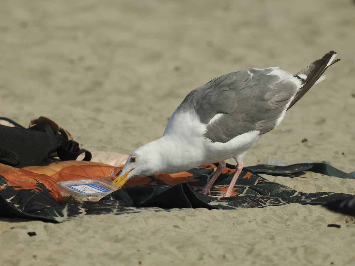 アメリカオオセグロカモメ - ML644353665