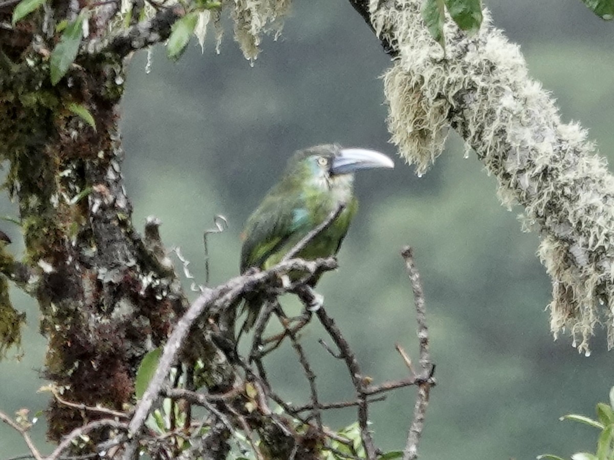 Тукан жовтоокий - ML644353666