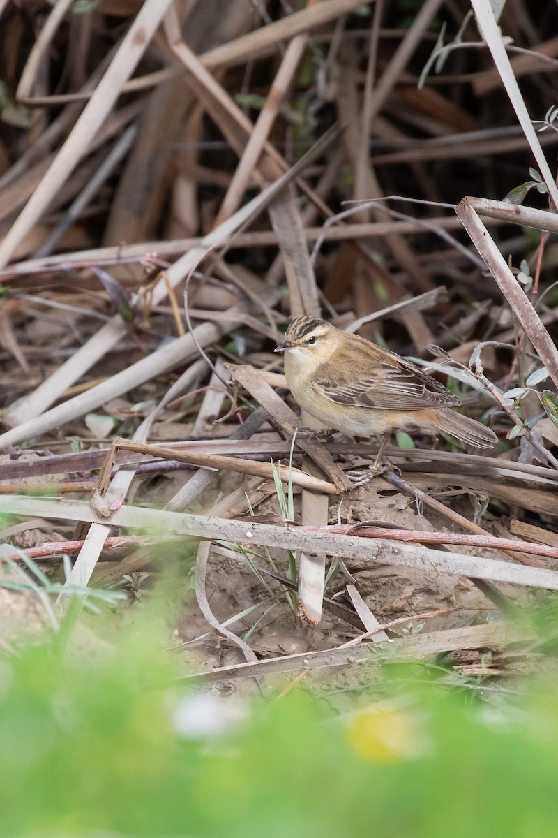 Sedge Warbler - ML644353683