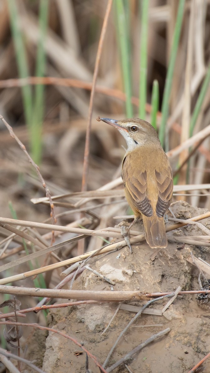 Great Reed Warbler - ML644353690