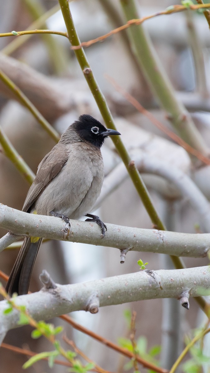 Gelbsteißbülbül - ML644353701