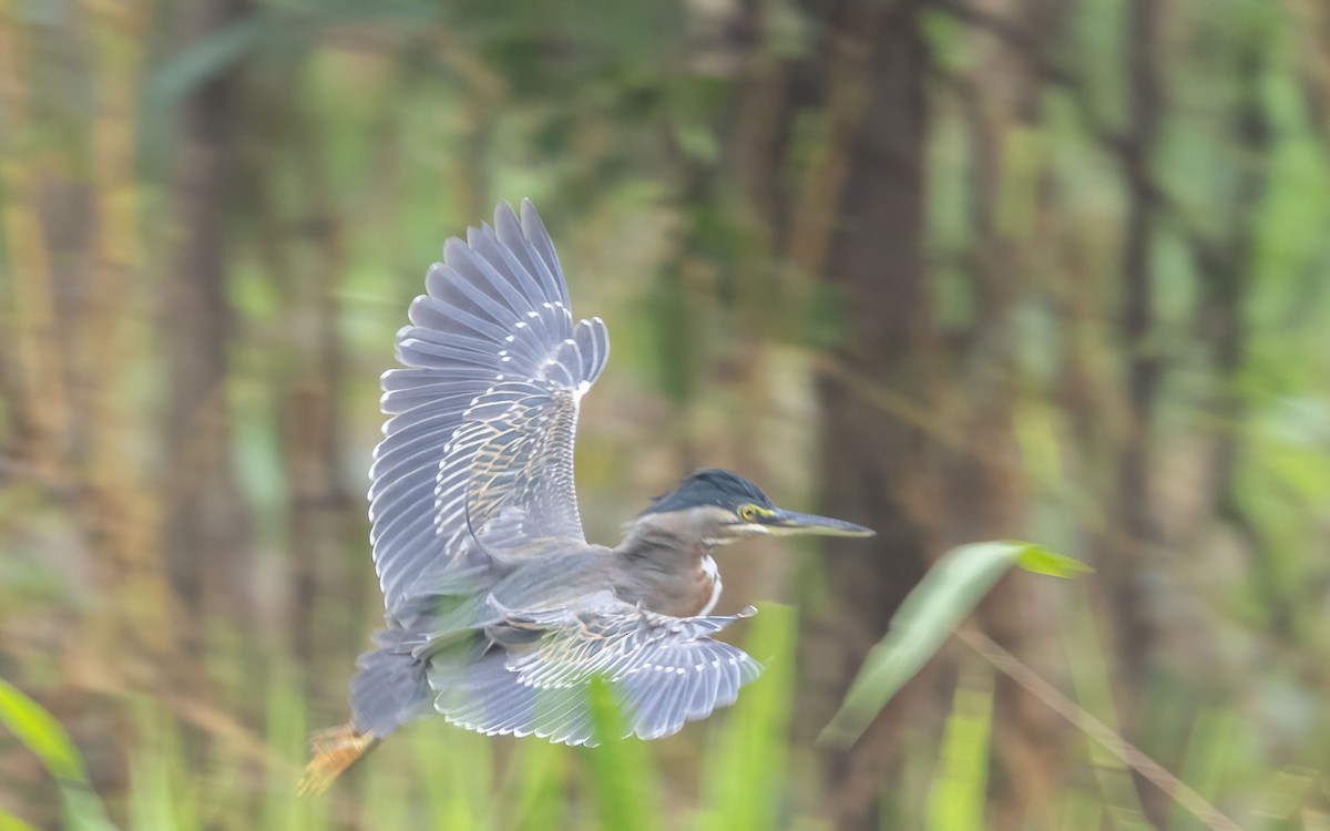 Striated Heron - ML644353702