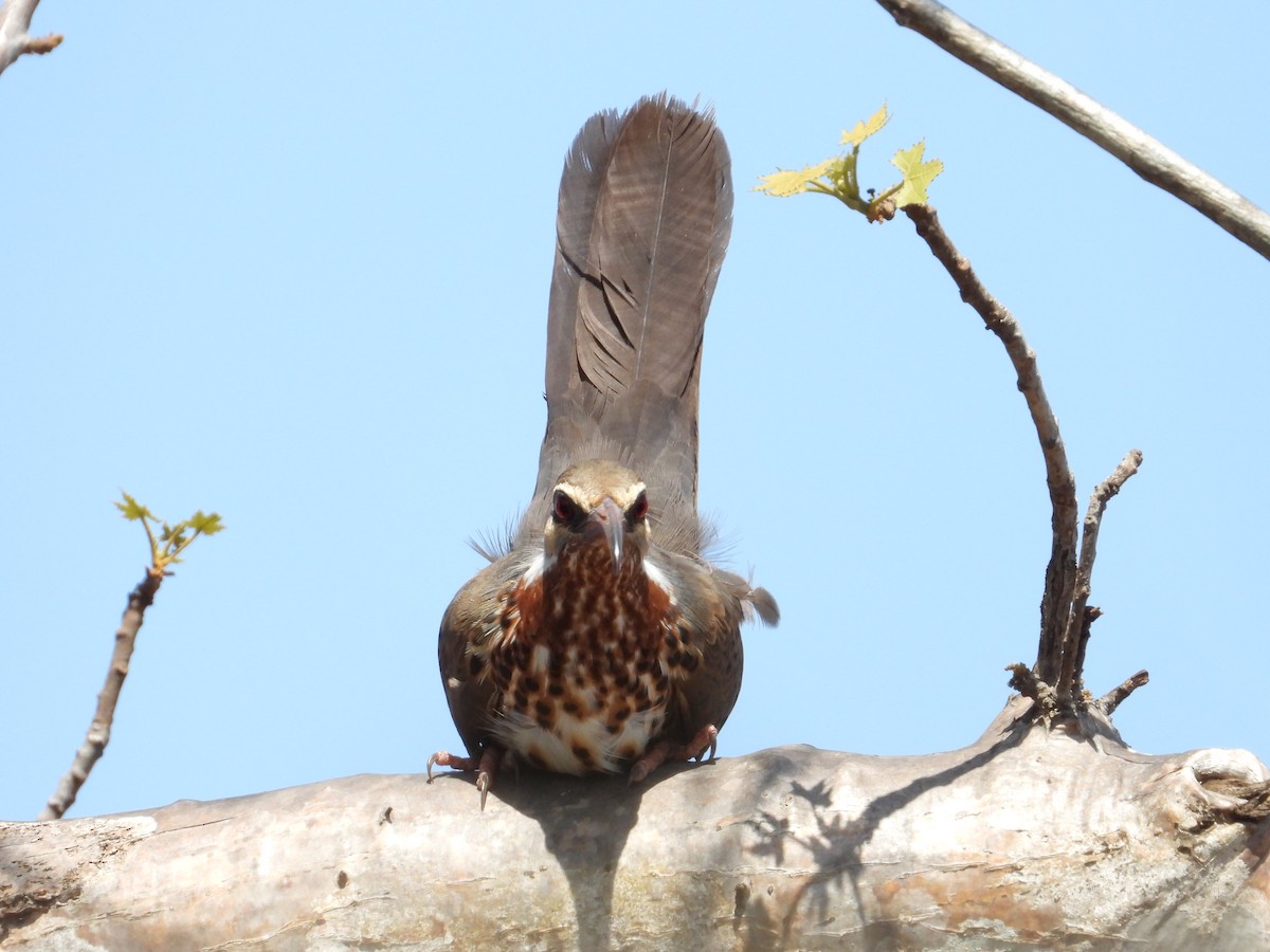 Mesite mokoluzea - ML644353722