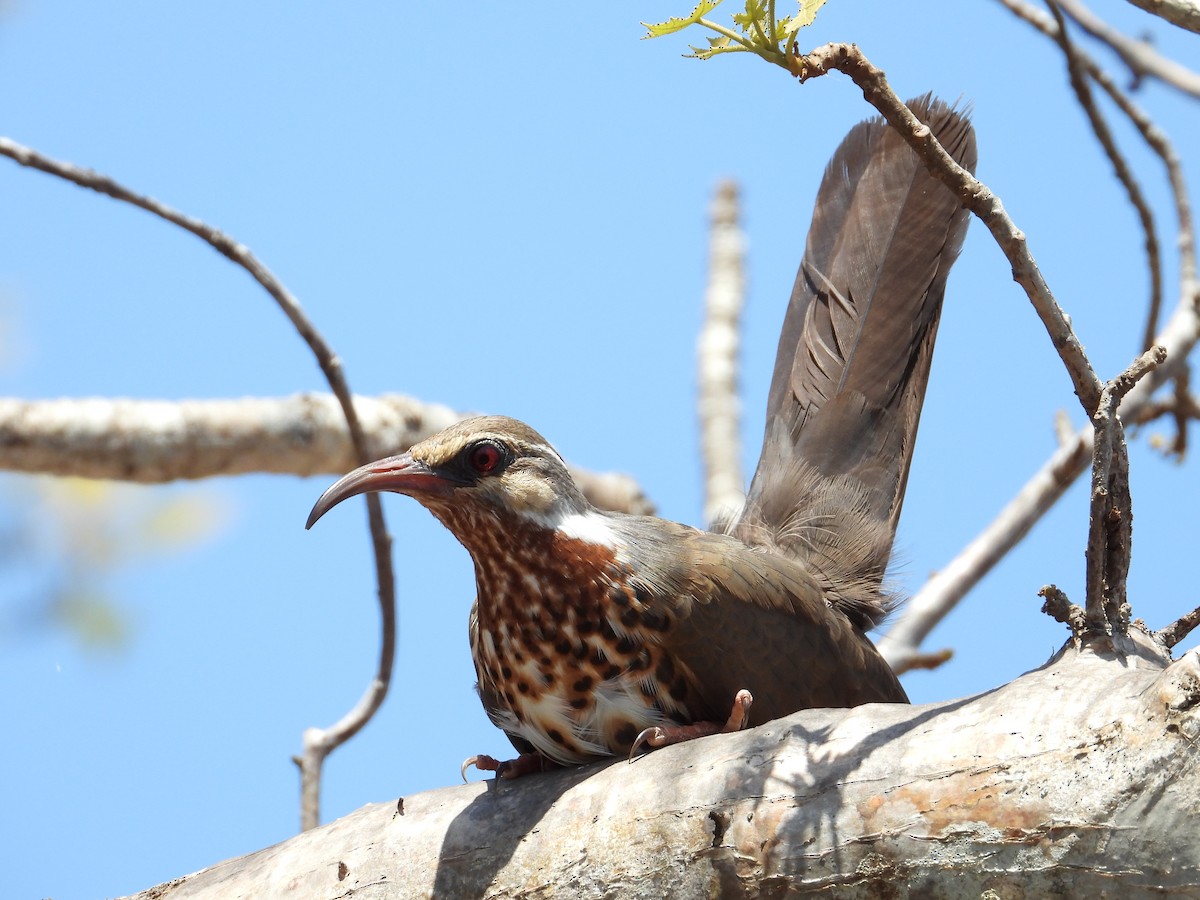 Mesite mokoluzea - ML644353723