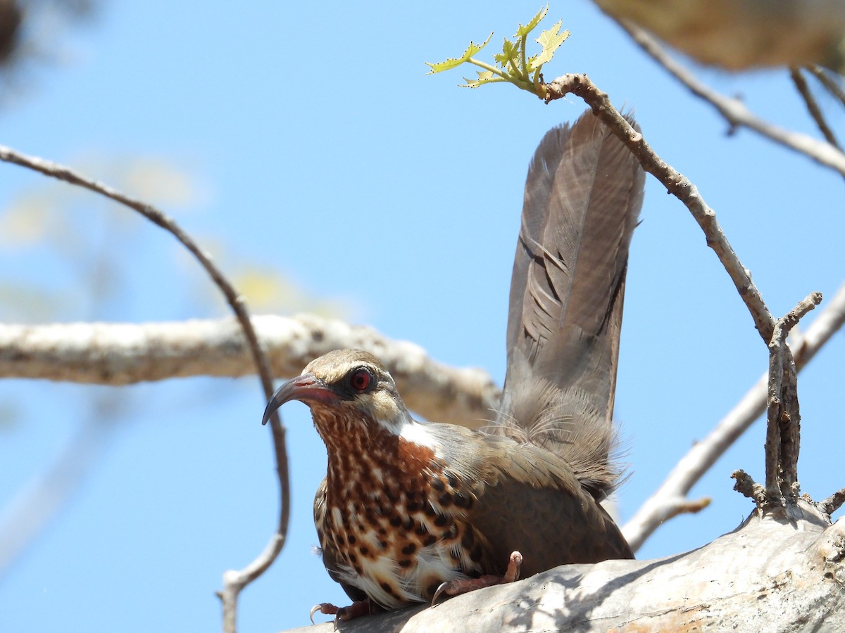 Mesite mokoluzea - ML644353724