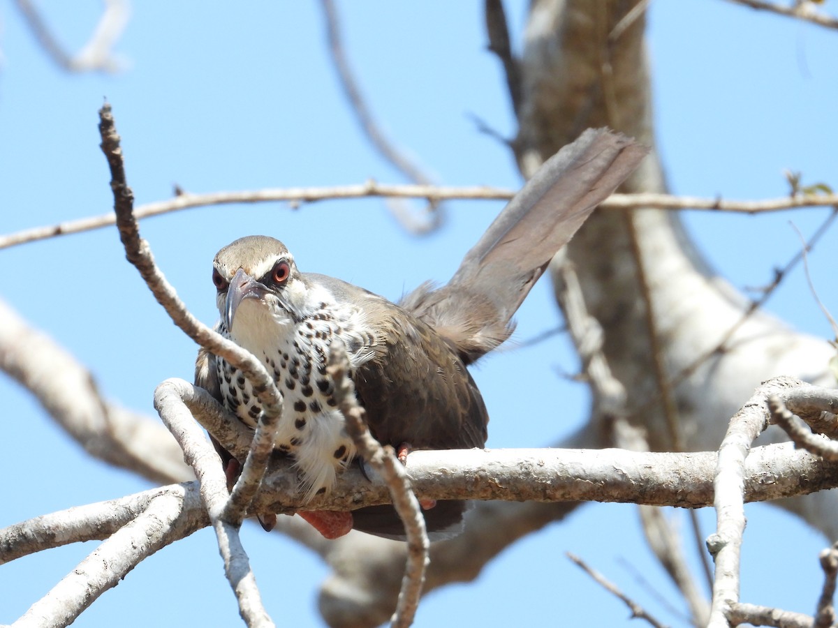 Mesite mokoluzea - ML644353725