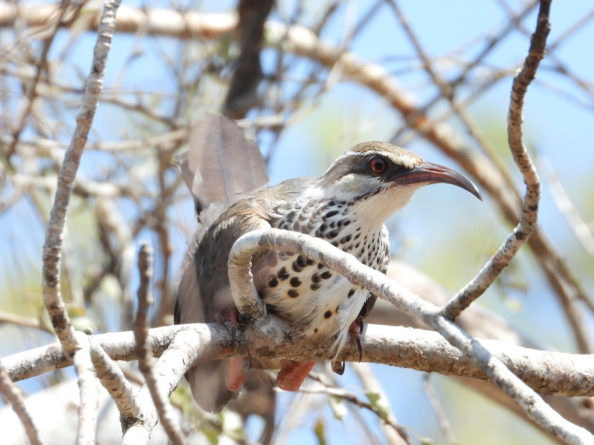 Mesite mokoluzea - ML644353726