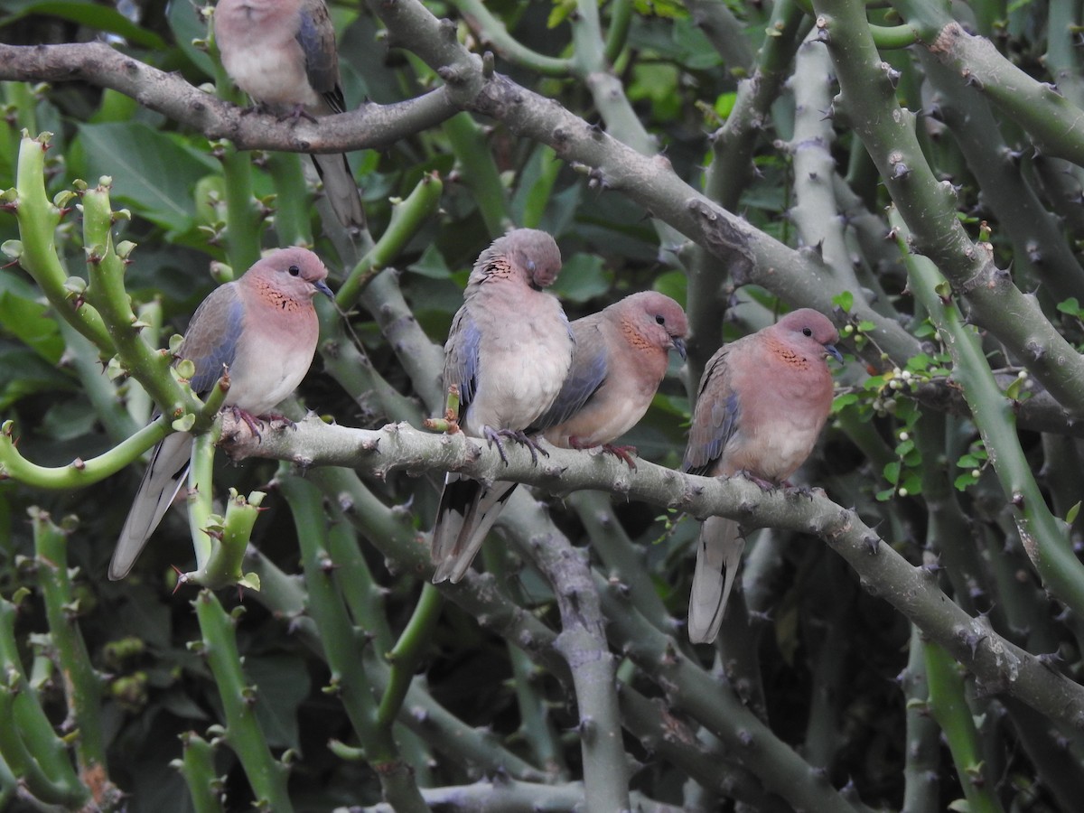 Palmtaube - ML644353727