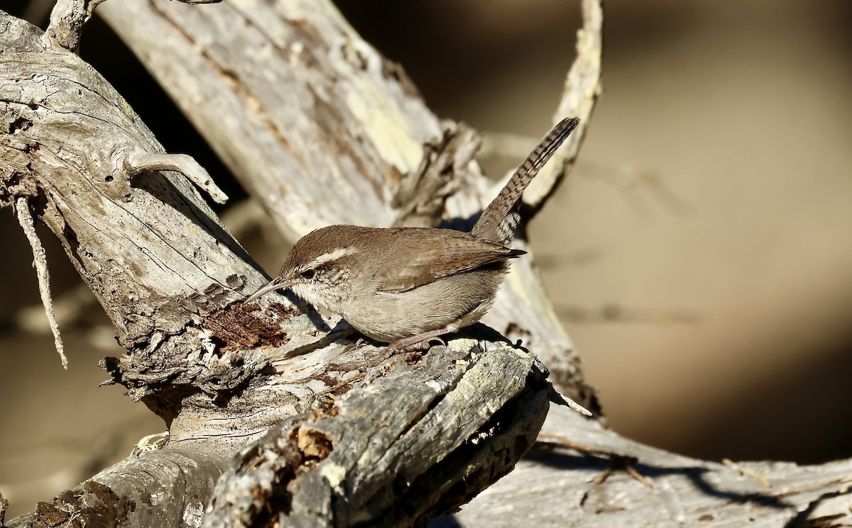 Bewick's Wren - ML644353728