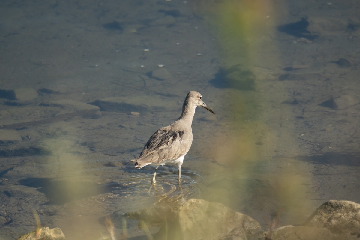 Kuliska erdipalmatua - ML644353730