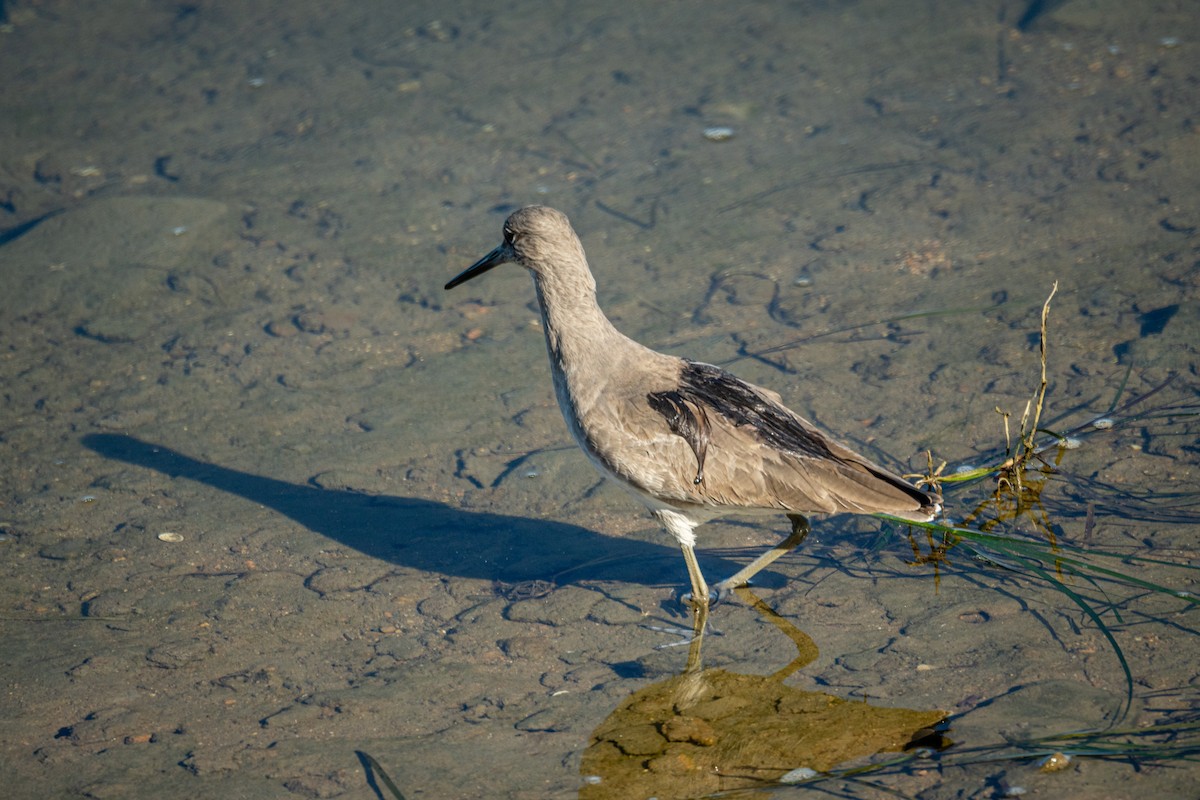 Kuliska erdipalmatua - ML644353732