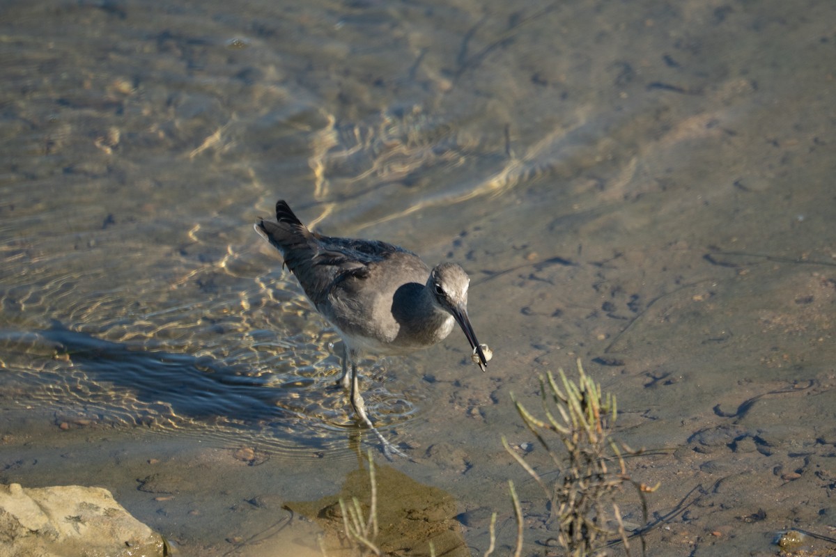 Kuliska erdipalmatua - ML644353733