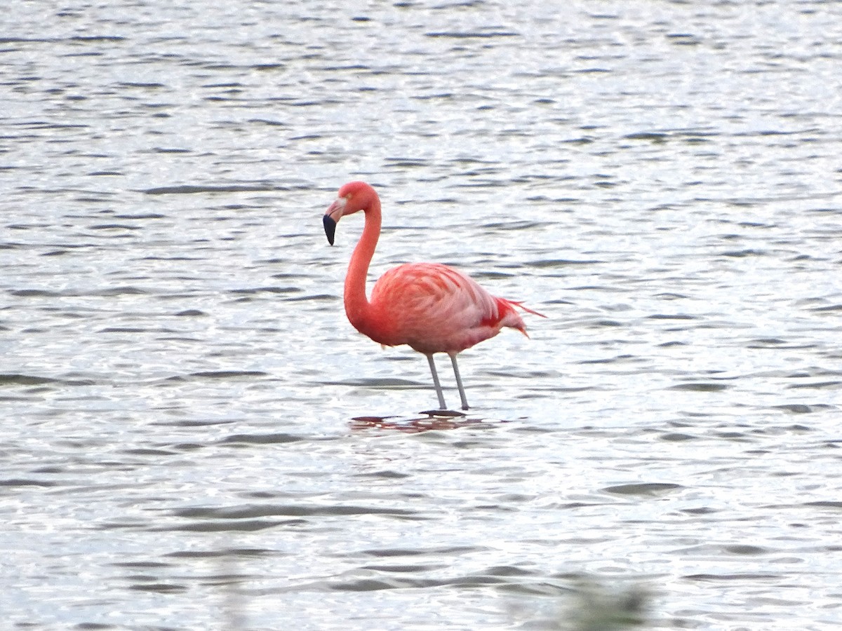 Chilean Flamingo - ML644353739