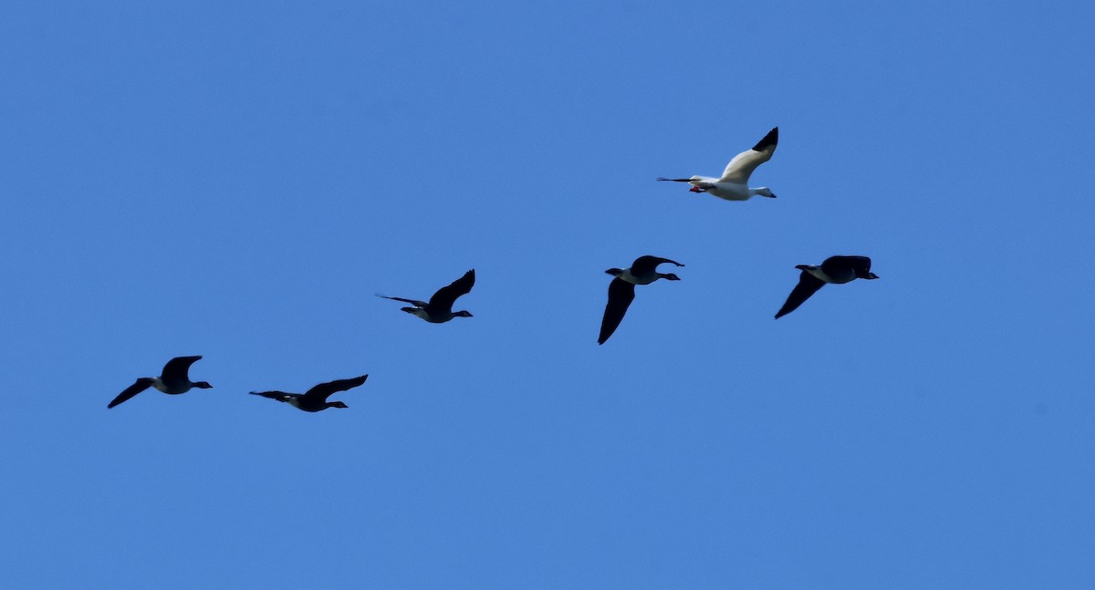 Snow Goose - ML644353746